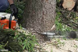 Best Leaf Removal  in Santa Venetia, CA