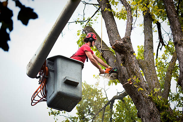 Best Root Management and Removal  in Santa Venetia, CA